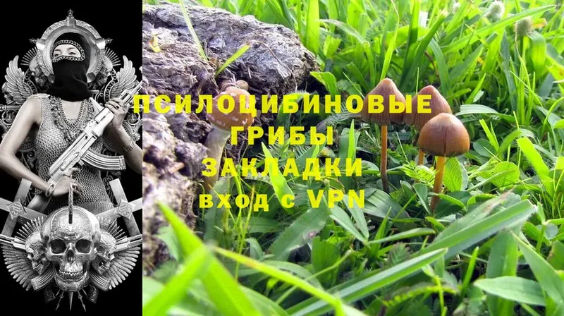 Псилоцибиновые грибы Psilocybine cubensis  Челябинск 